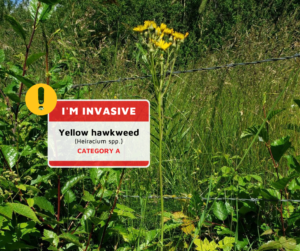 a picture of the invasive plant Yellow hawkweed with a nametag that reads "I'm Invasive - Yellow hawkweed Category A"
