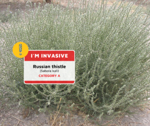 a picture of the invasive plant Russian thistle with a nametag that reads "I'm Invasive - Russian thistle Category A"